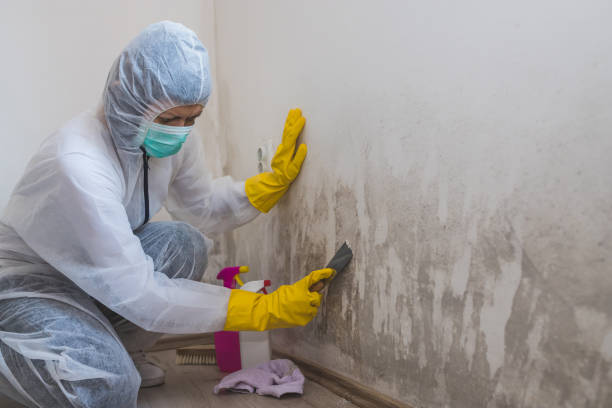 Best Emergency Mold Remediation  in Webster, FL